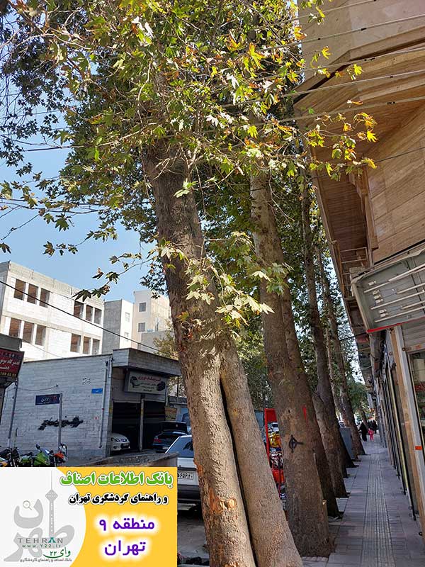 درختان در خیابان انصاری - منطقه 9 شهرداری تهران - www.Y22.ir